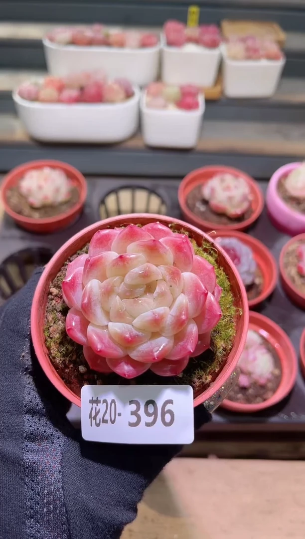 【闪购商品】20-396秘境冰魄