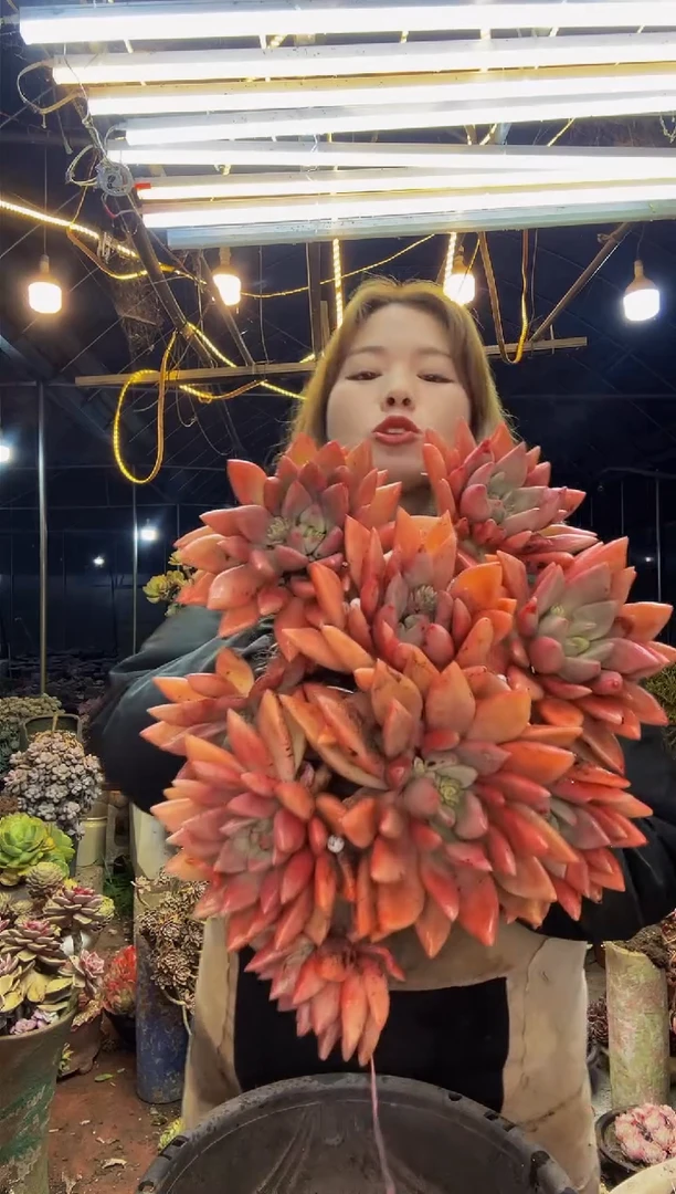 【闪购商品】8号一物一拍脱土包邮