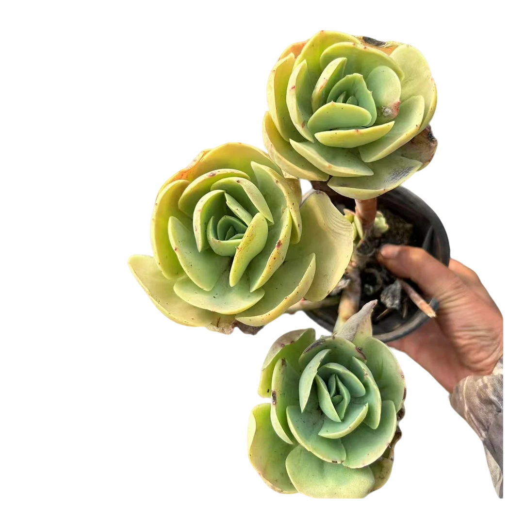 【碧桃】 精品丸叶老桩多肉植物 办公桌阳台院子养护 脱土裸根发