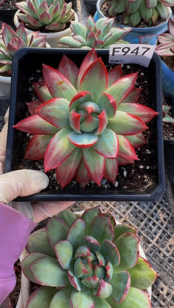 F947惊鸿仙子（裸根发货）（微瑕）