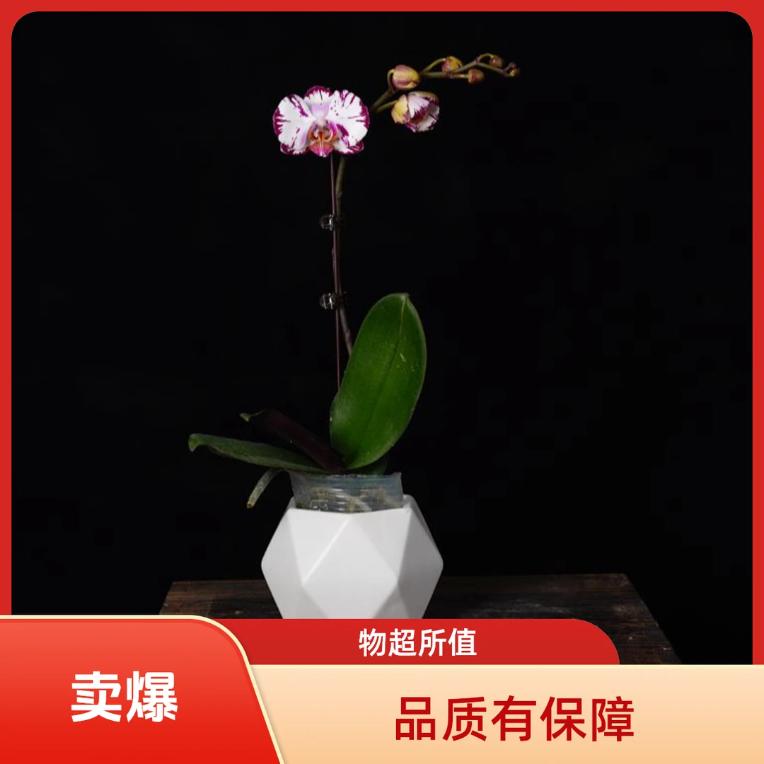 繁星里蝴蝶兰【哈根达斯】3.0寸带花苞 花苞株株