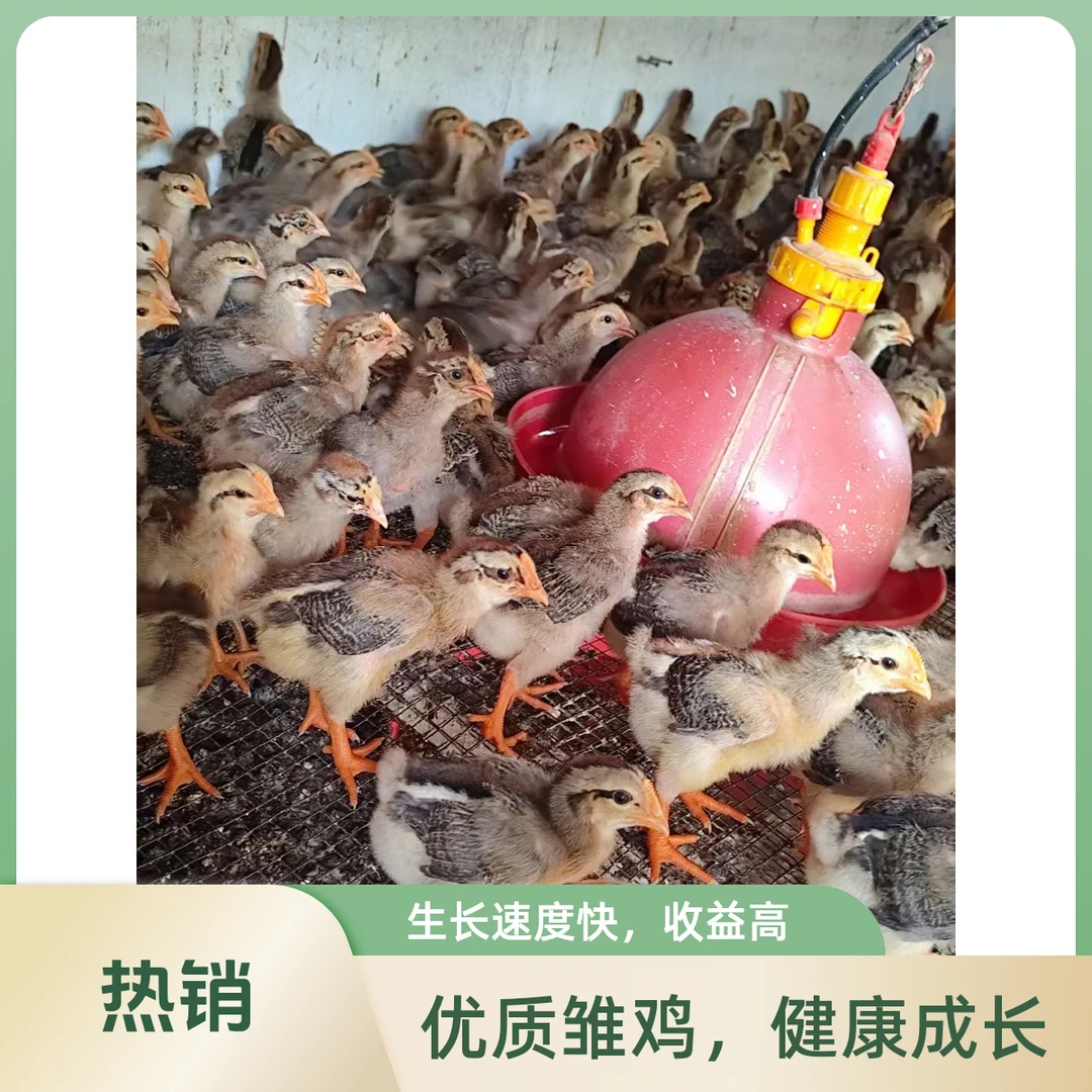 宠物鸡 顺丰包邮到手