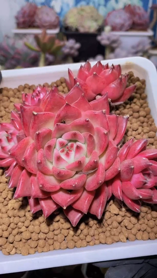 【闪购商品】242钻石弗兰克