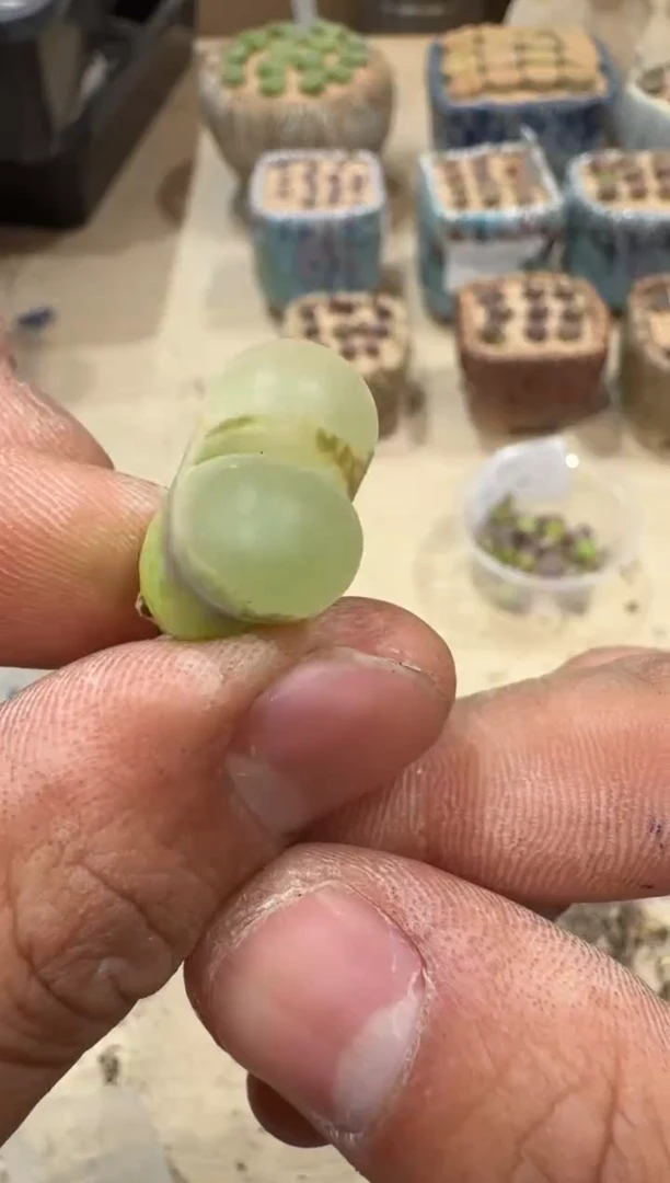 28-119多肉植物肉锥