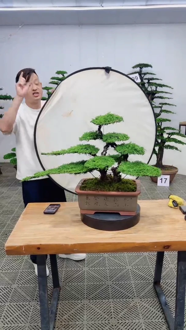 无花朵造型盆景一物一拍