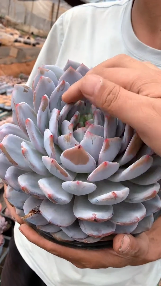 230盆超大橙梦露1颗28,8米