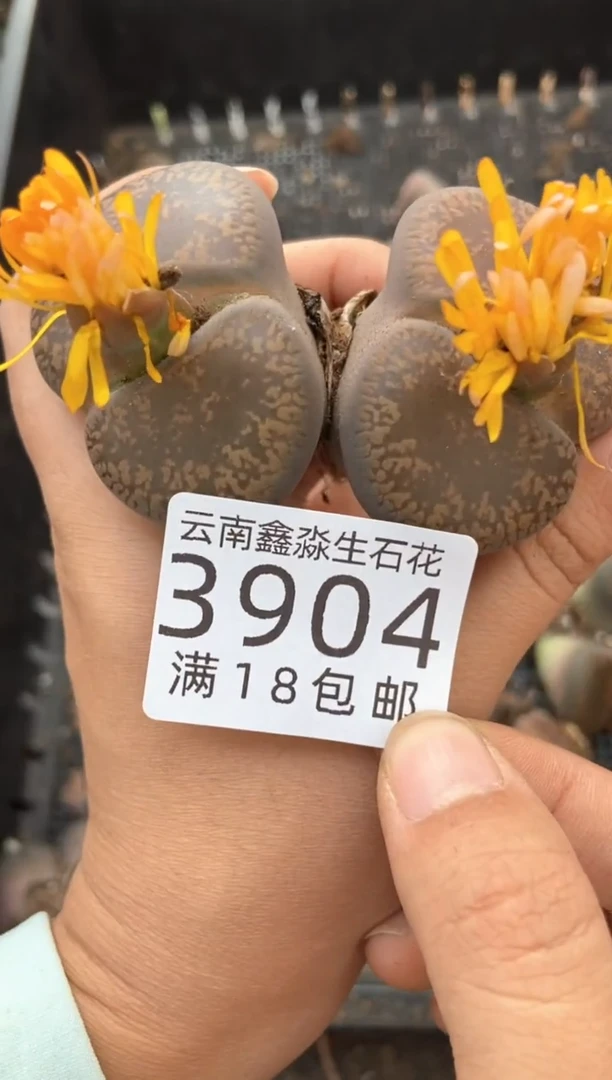 3904特价日轮玉有疤瑕疵发货1颗