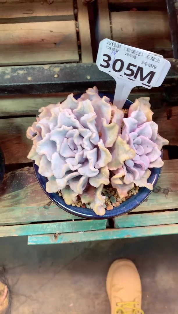 305M（一物一拍，精品多肉，所见即所得 ）