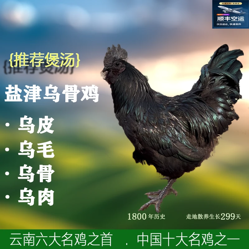 盐津乌骨鸡 {公鸡} 生鲜 包冰率不含冰