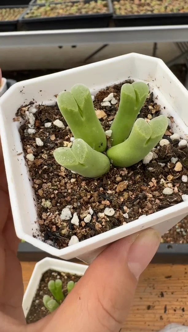 【闪购商品】6--84