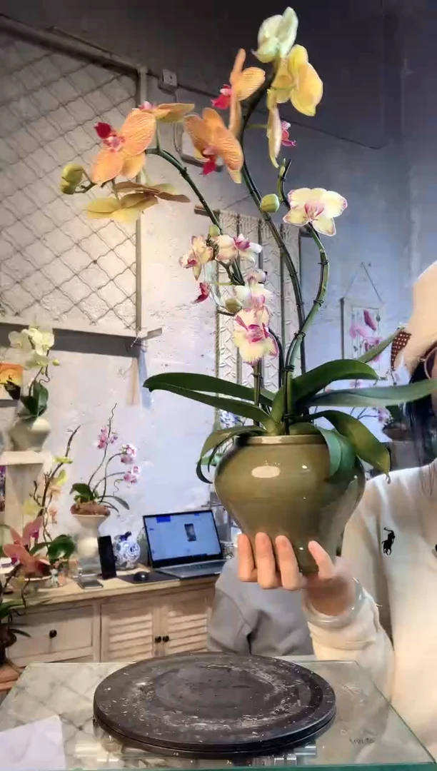 大部分花苞少量开放6236蝴蝶兰一物一拍