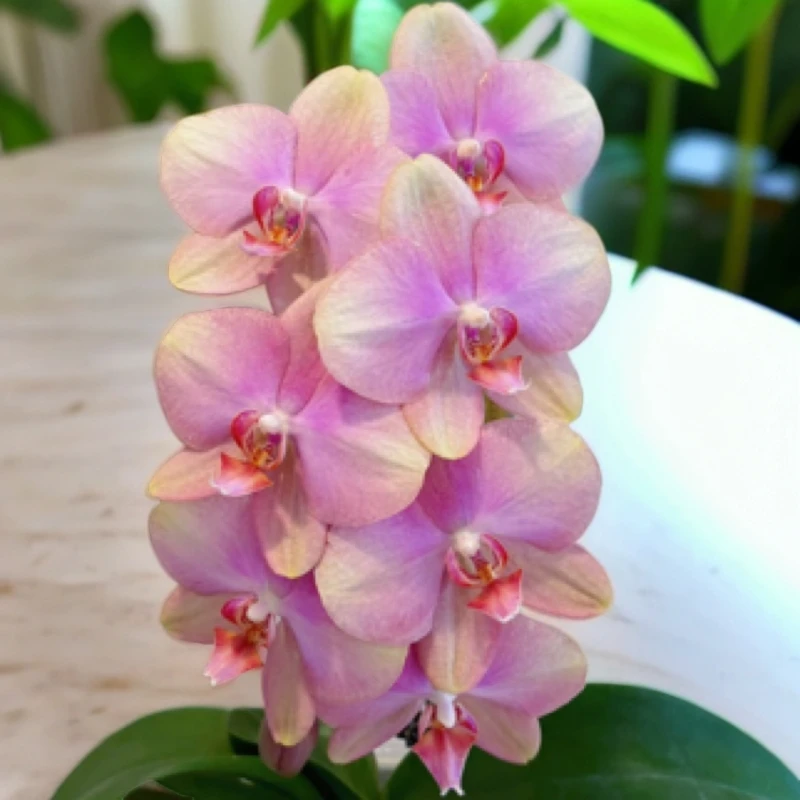 蝴蝶兰3.0杯（梵高）花剑苗