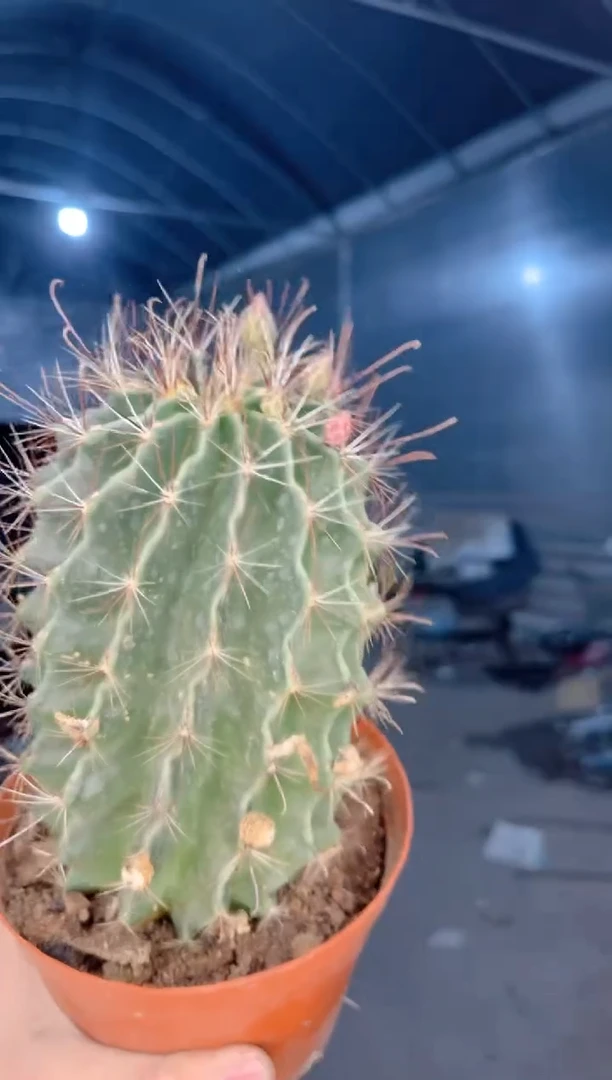 【闪购商品】实生根 大号 龙王