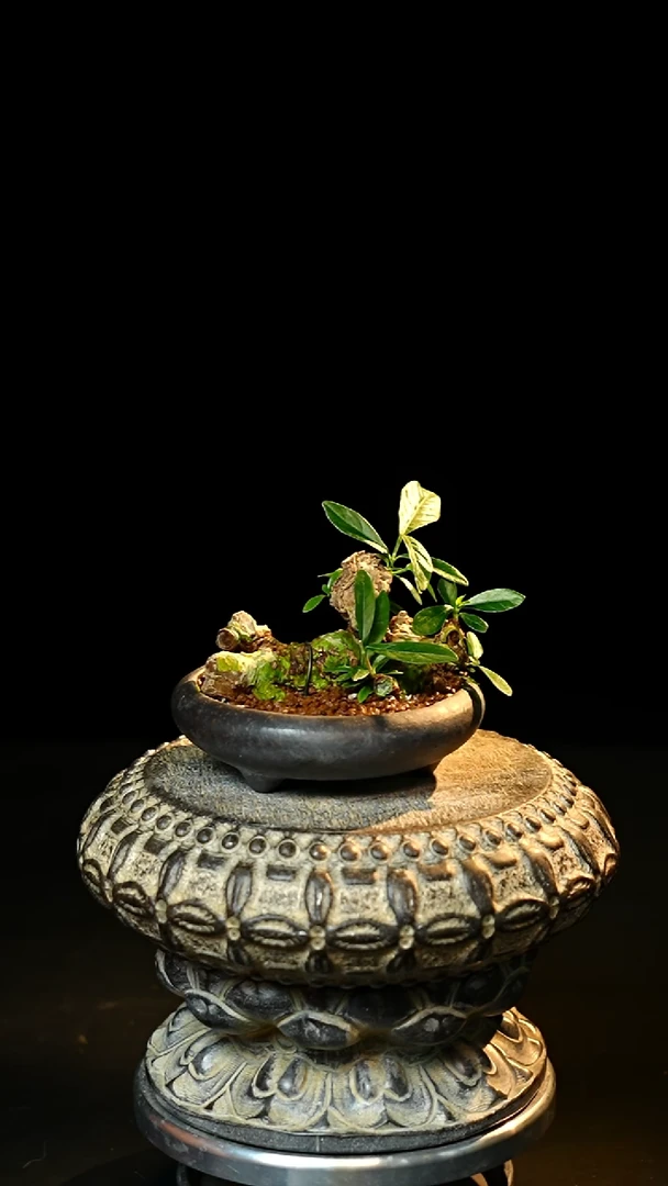 无花朵以实际为准