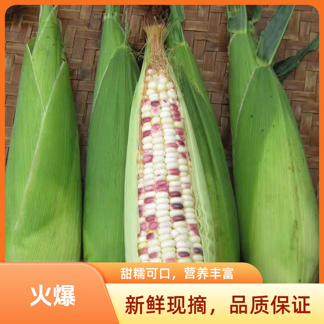 现摘新鲜花糯甜玉米糯玉米10斤水果蔬菜黏玉米玉米新鲜 糯玉米5斤江苏省