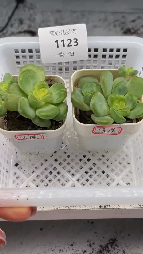 1123 绿透多肉植物