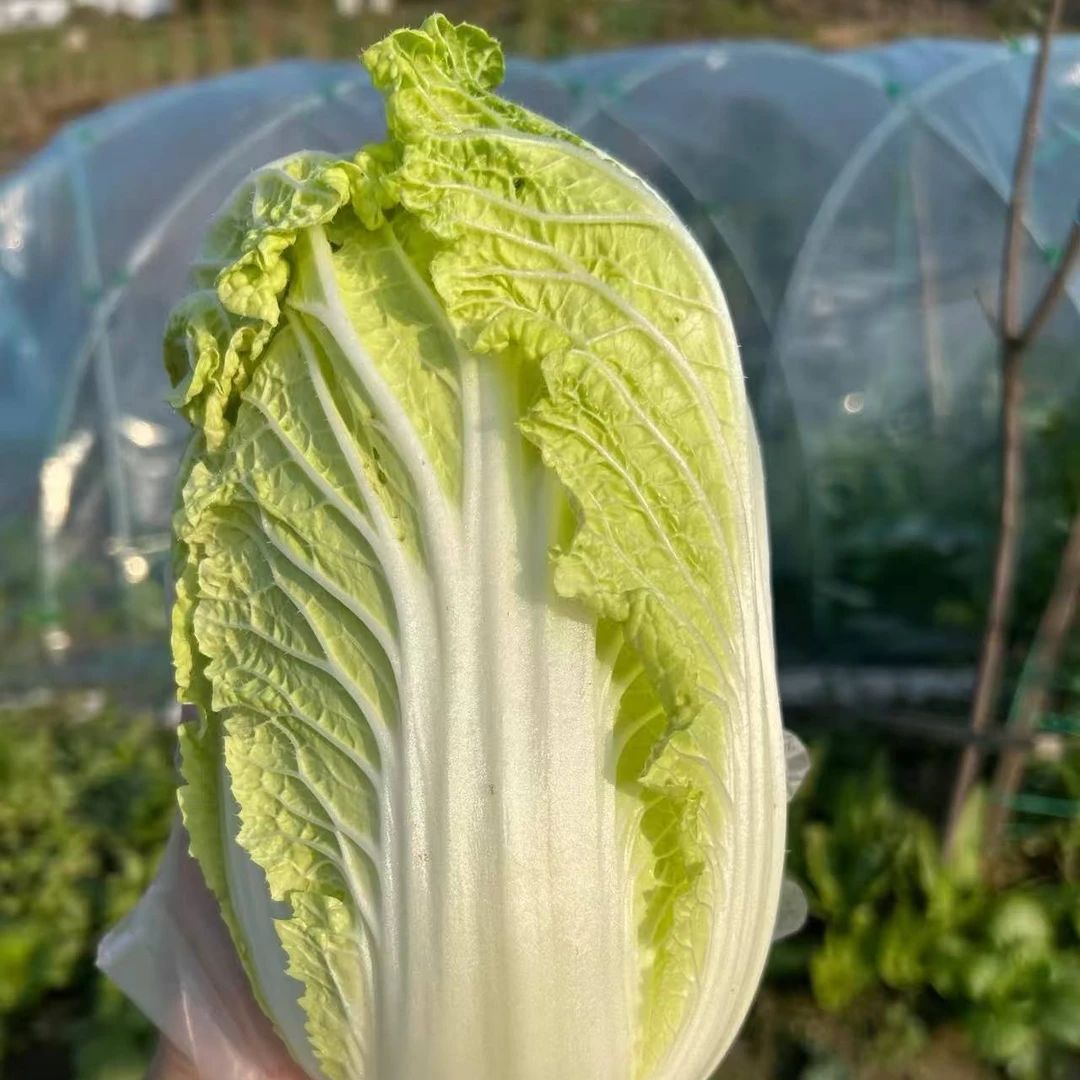 露天现摘现发农家娃娃菜脆嫩香甜多汁