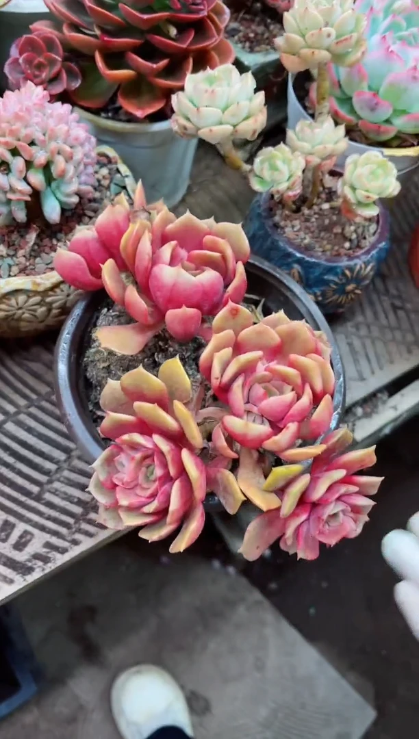 【闪购商品】08006