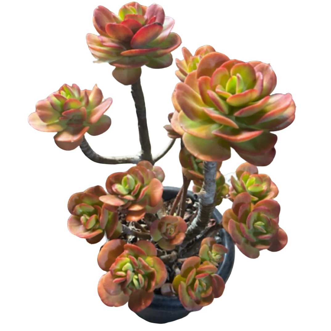 （红梅）整桩老桩飘枝妖装法师缀化单头捧花整群盆栽盆景多