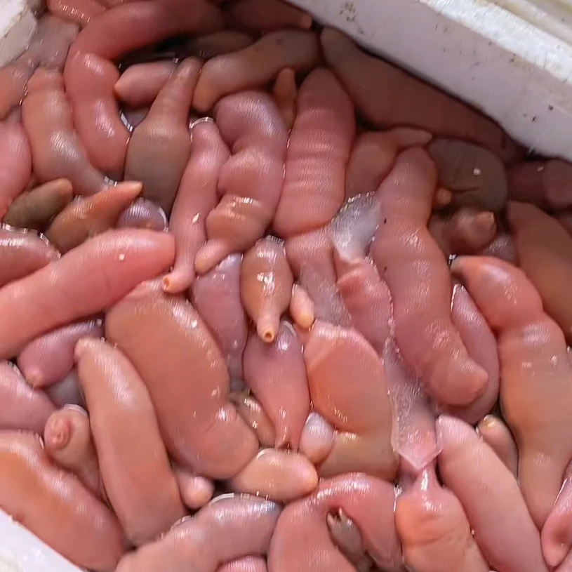 烟台 鲜活海肠 3斤（会突吐水,不杀的） 顺丰发货