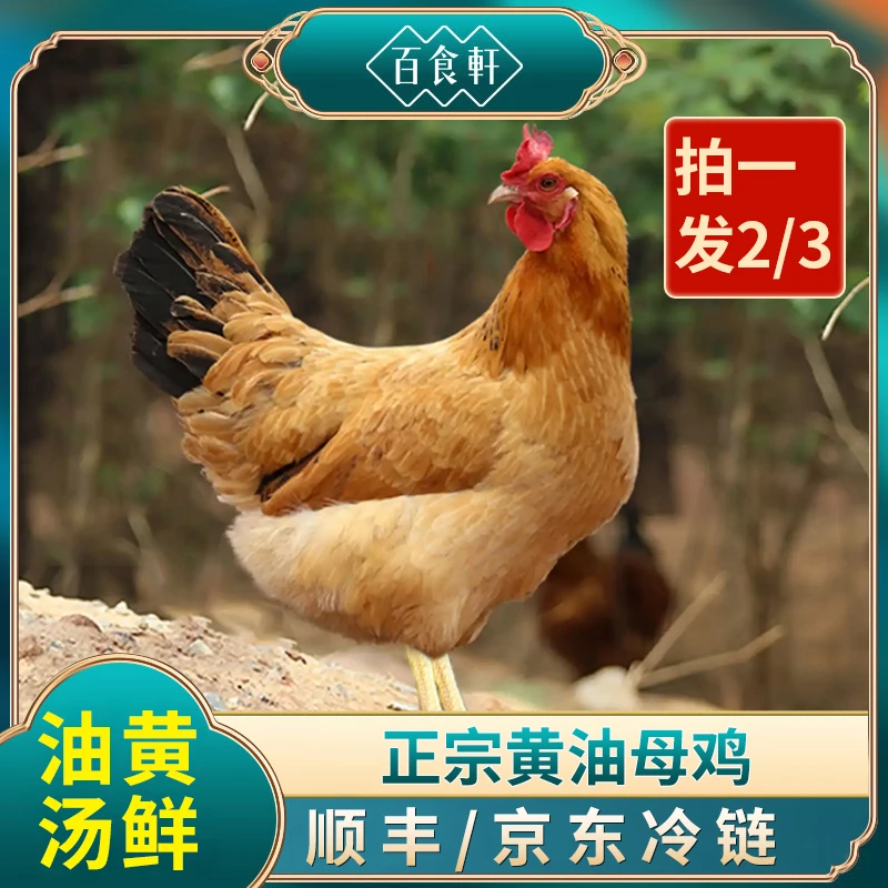 【奶奶家】大别山新鲜黄油白脚老母鸡草鸡柴鸡 炖汤煲汤 顺丰京东