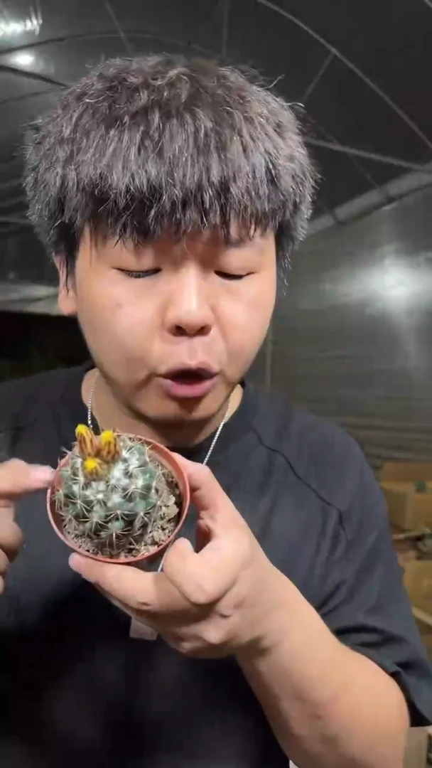 实生根 单头 钢钉