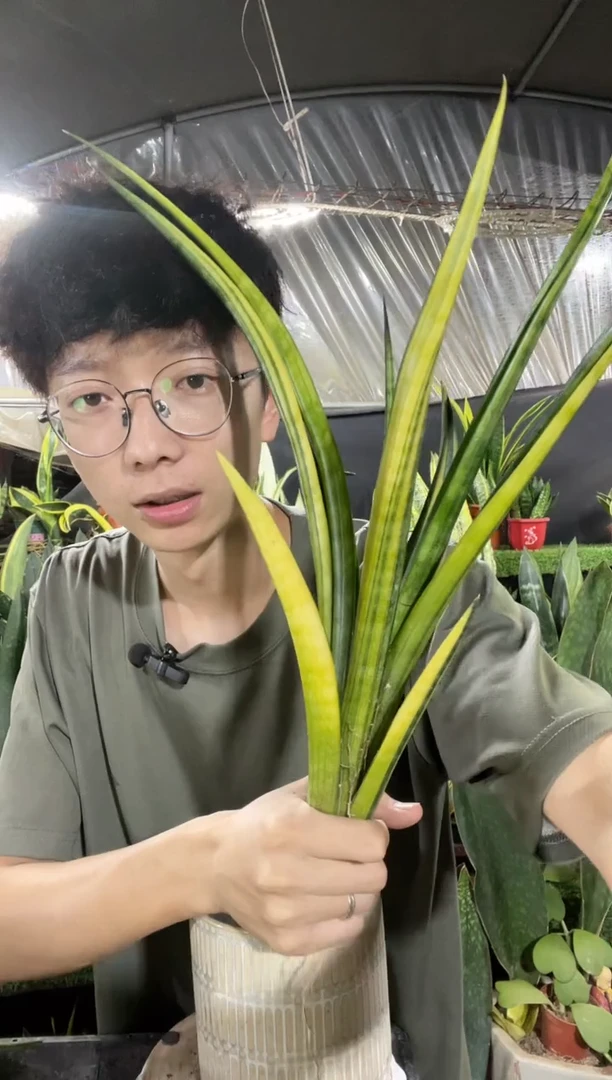 矮人锦裸根68.8.。。