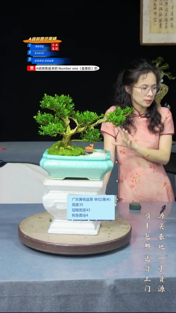 雀舌黄杨盆景雀舌黄杨盆景