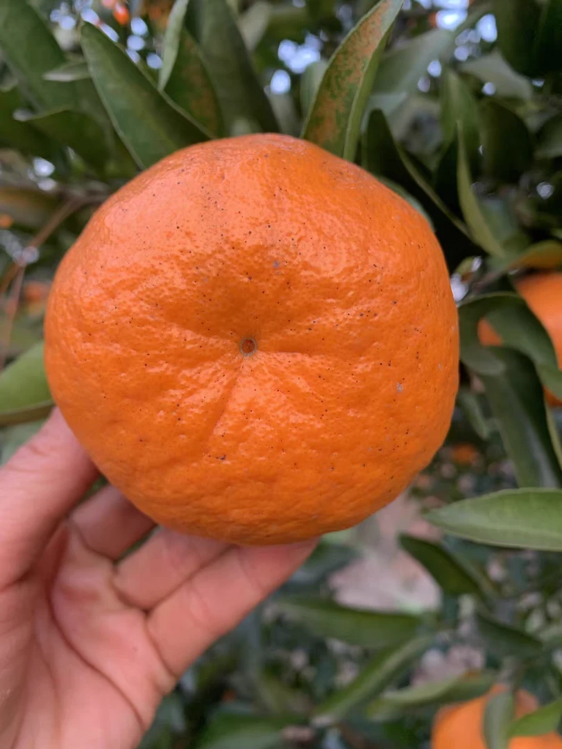 已经卖完了四川当季新鲜水果晚熟椪柑 收藏加关注明年又来哦哈哈