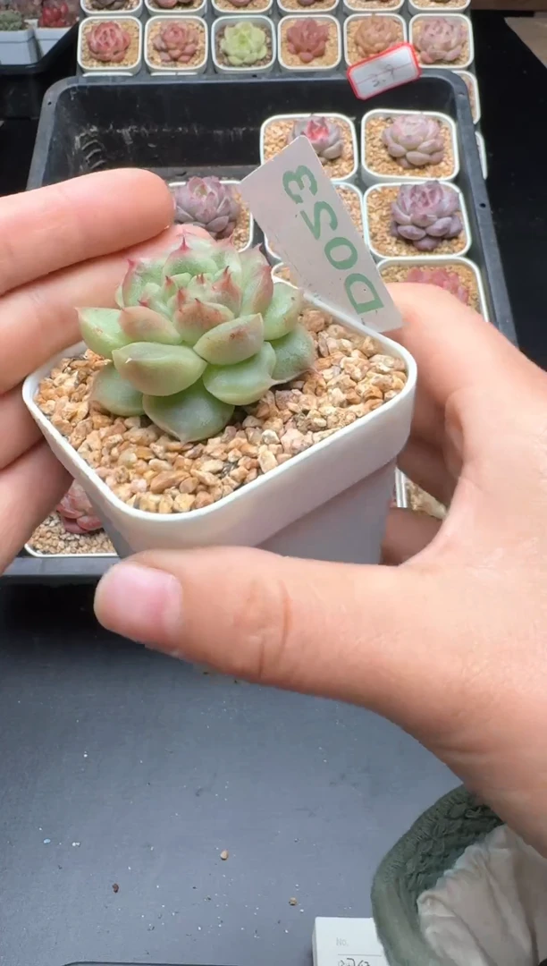 【闪购商品】023号 珍妮杂交多肉 花卉植物