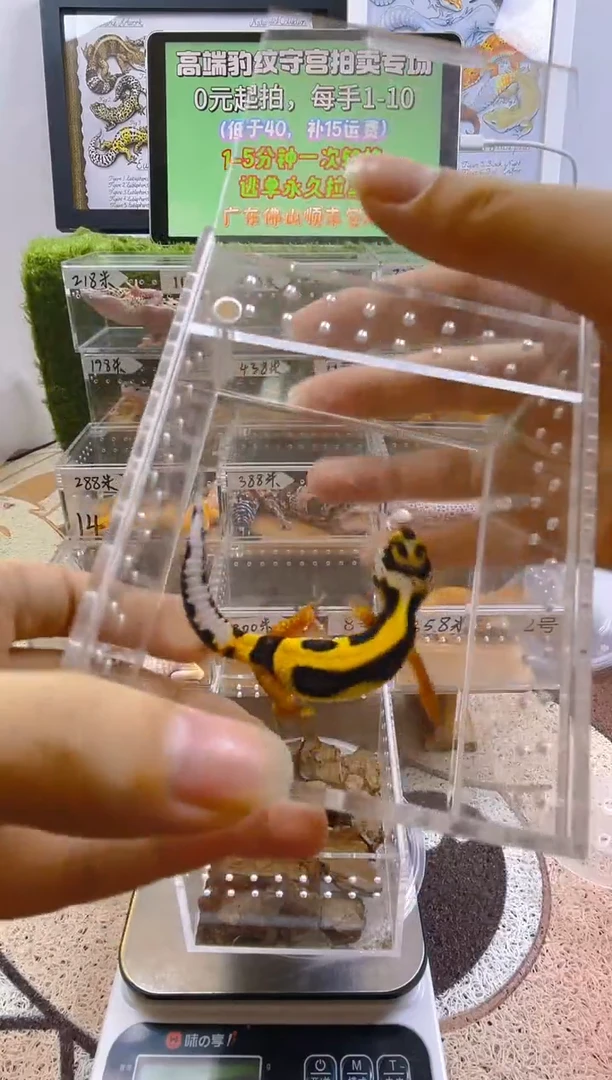 豹纹守宫豹纹守宫苗子亚成成体肥尾