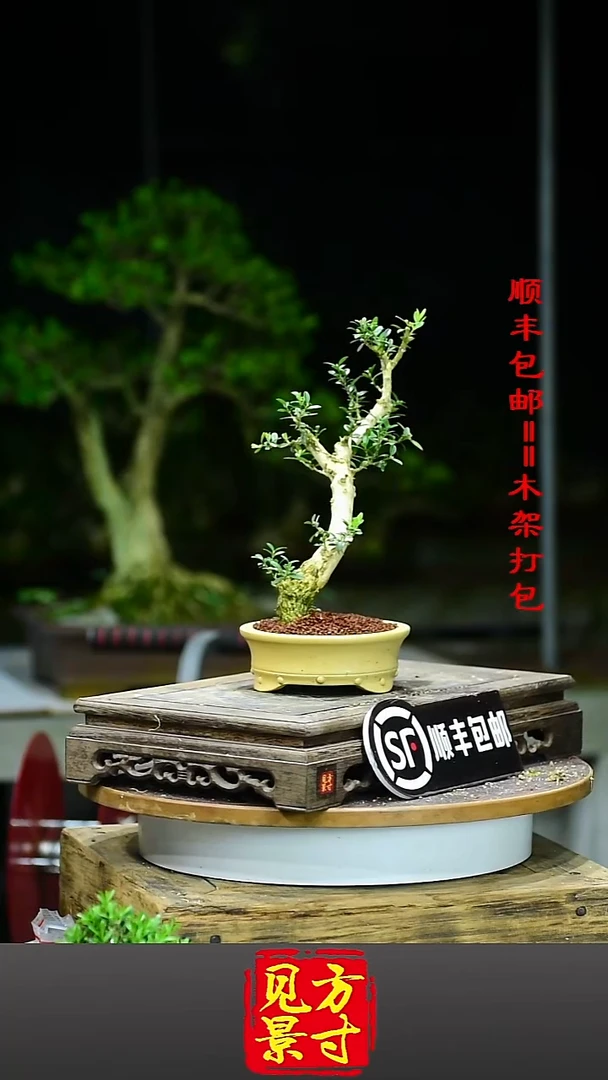 铜**哥666666666666