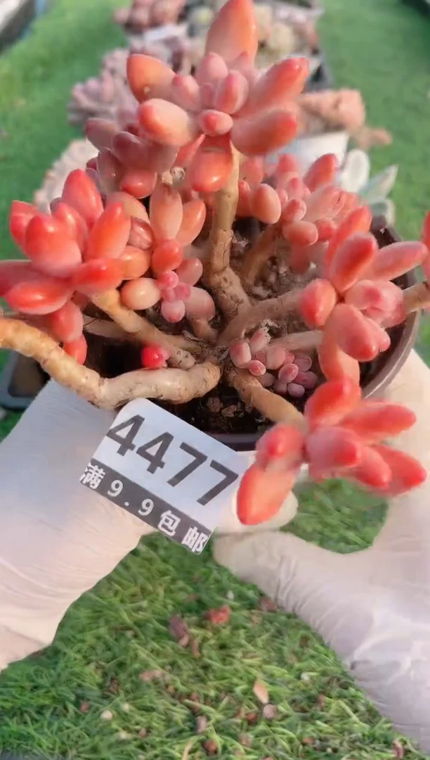 【闪购商品】信福多肉一物一拍