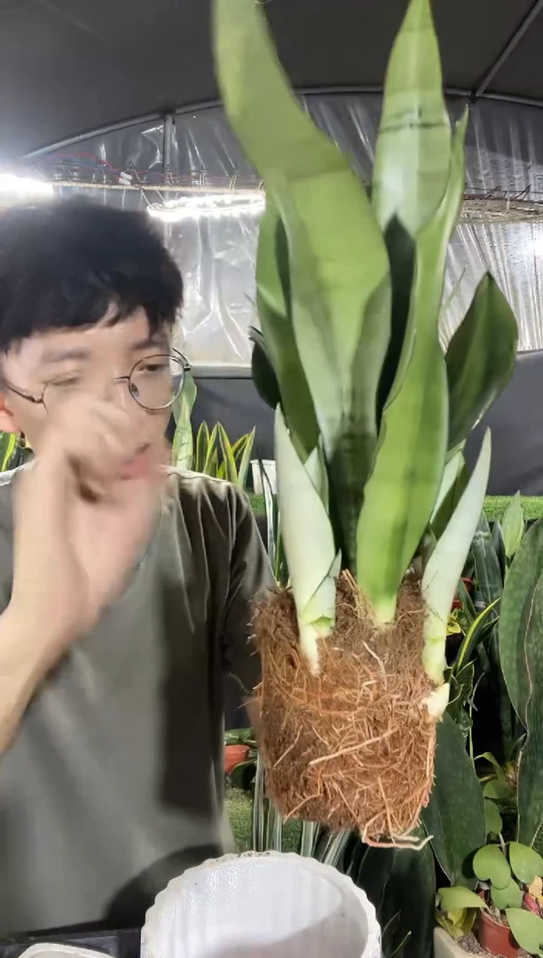 白玉虎皮兰带盆土19.9