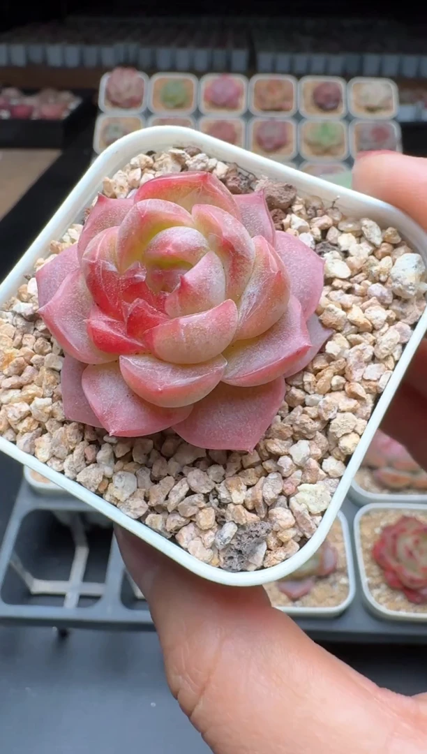 【闪购商品】729A物拍多肉带盆土6.5杯拍3颗包柚