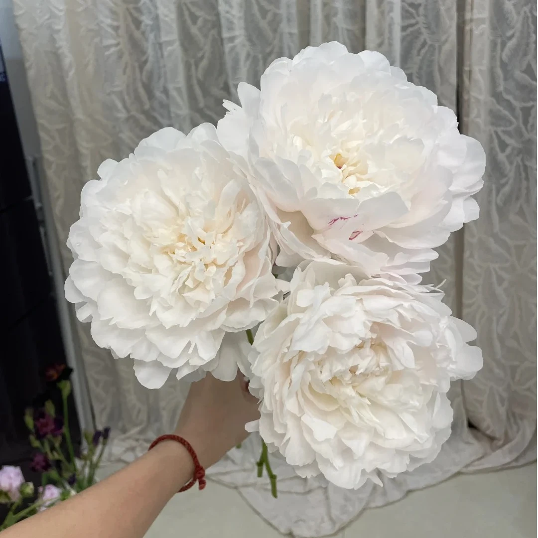 【源头优选】芍药-杨妃出浴-鲜花包邮 发货后不支持退款