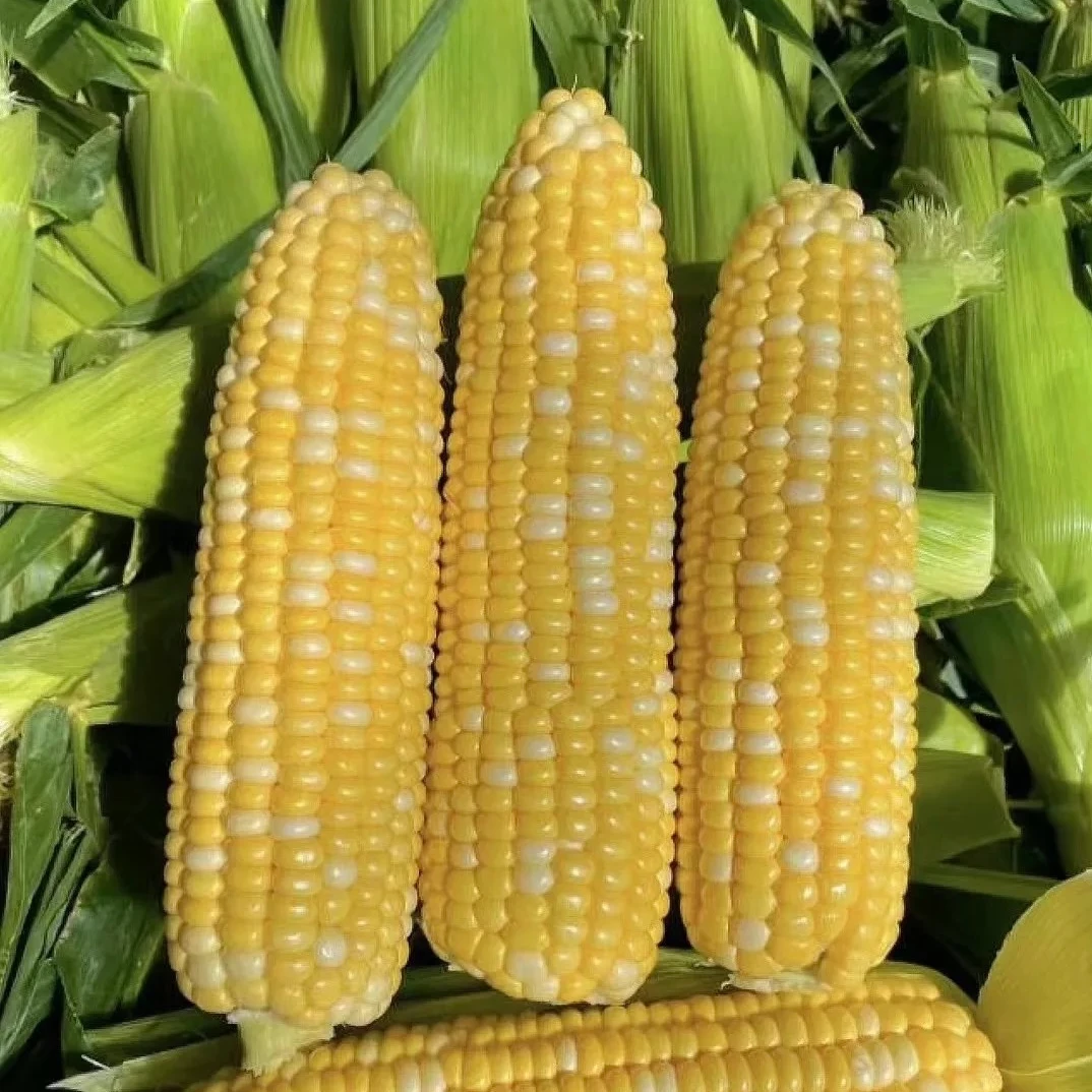 5个装，刚好玉见米（新鲜玉米）本地头茬，助农活动  北京市
