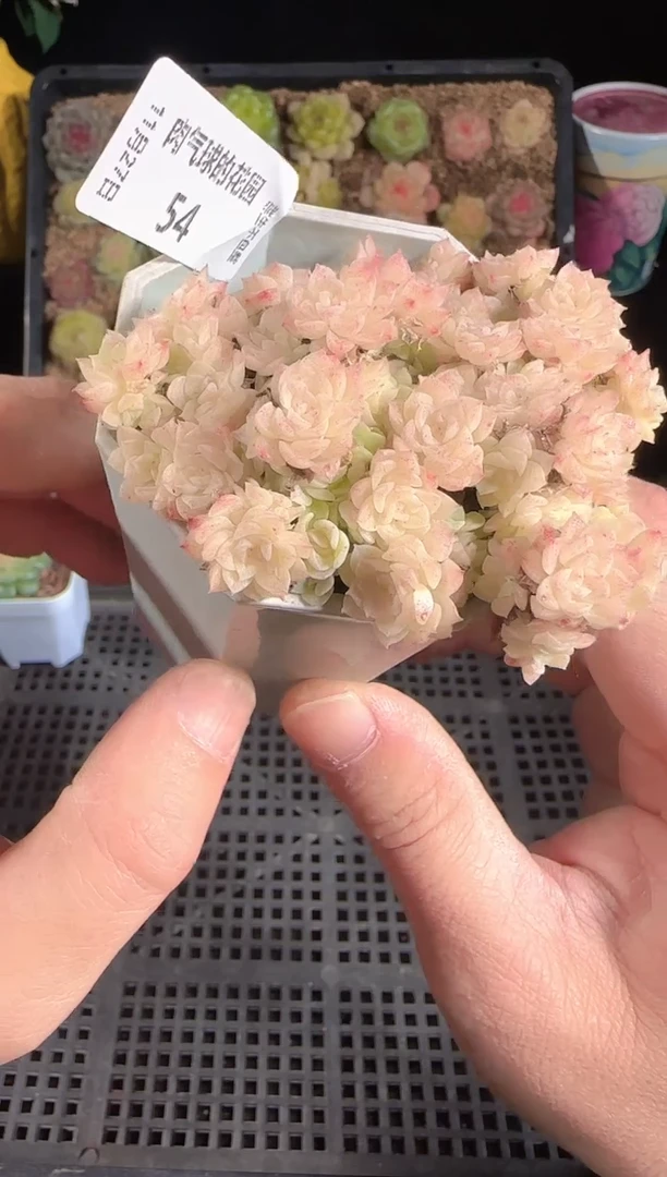 1127-54群生不包整