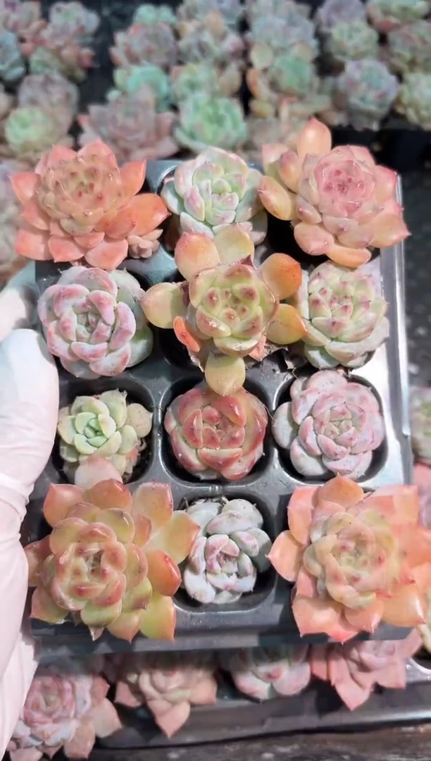 珍妮+糖心混12颗量拍混发