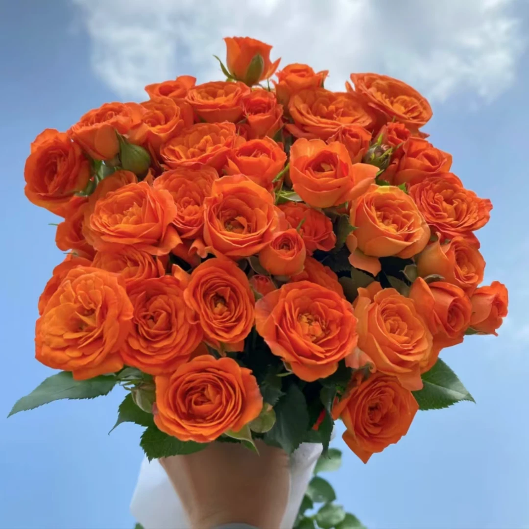 【花千禧】橙色芭比多头玫瑰