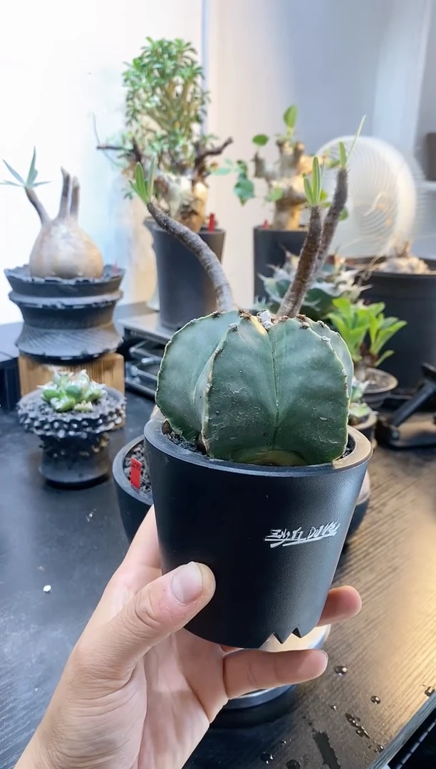 鸾凤玉 随机发货不退不换