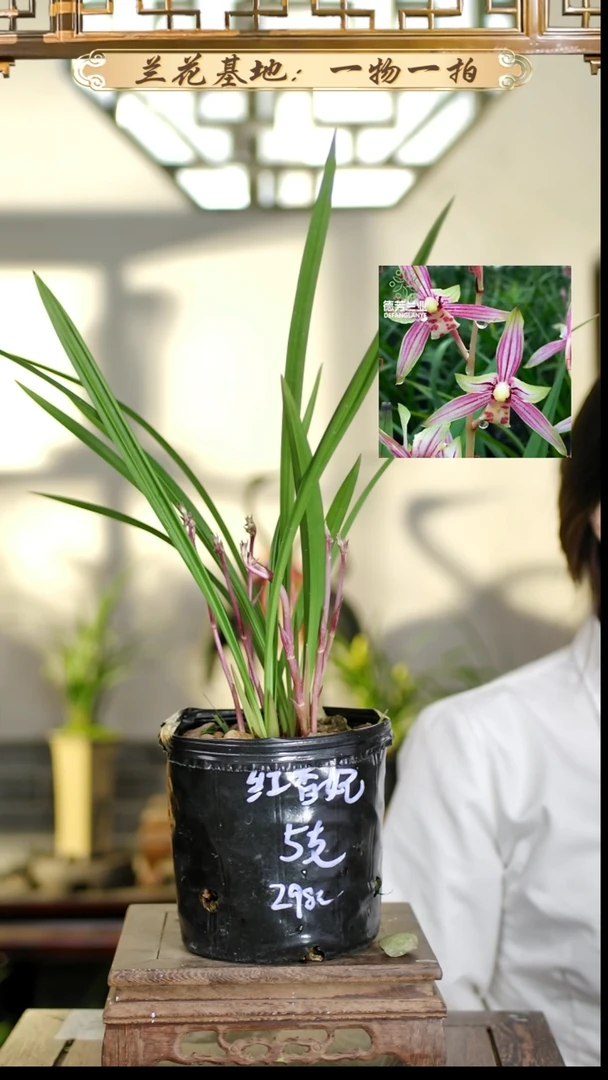 完全开放红香飞5花苞