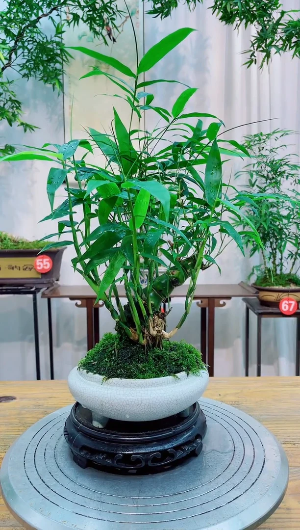 无花朵竹子盆景竹子盆景