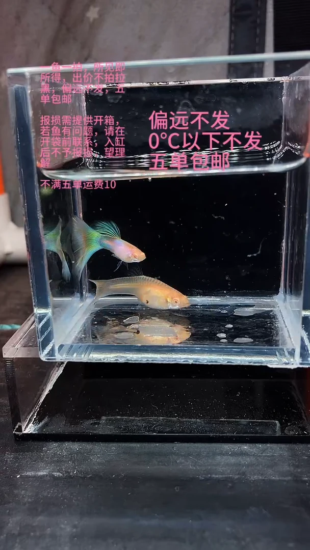 孔雀鱼孔雀鱼 17