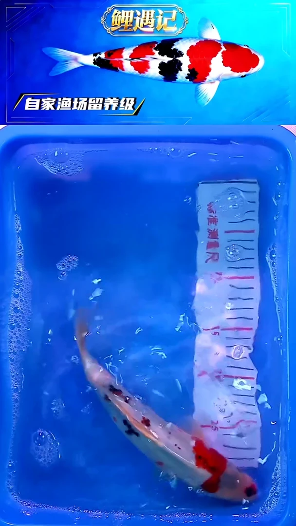 锦鲤12月24日锦鲤64