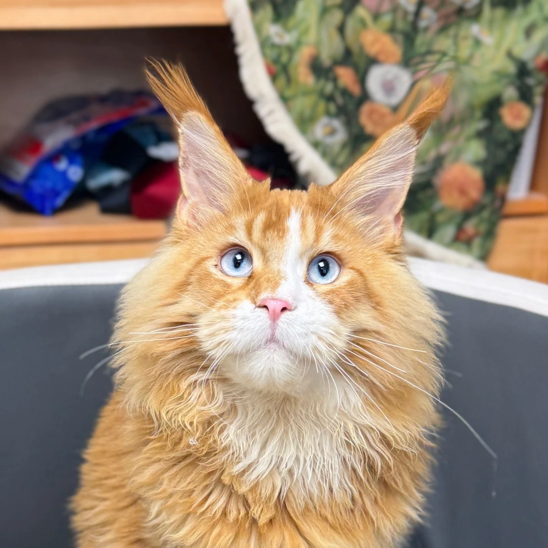 来了姊妹-红白蓝眼缅因猫 弟弟 J2