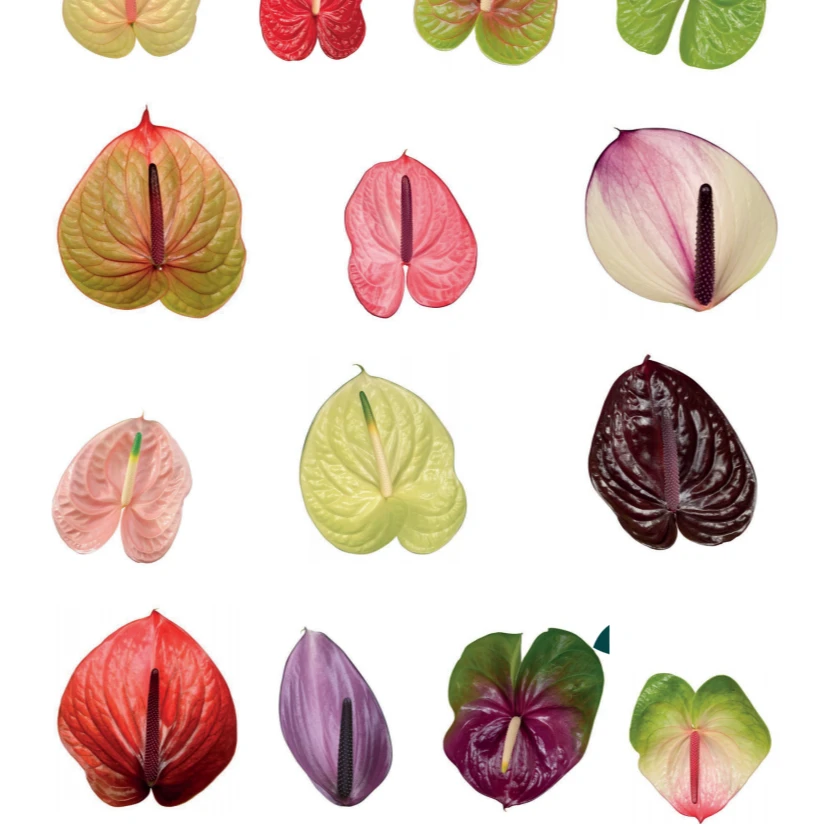 【含保温材料费】新格林彩掌【彩色】基地直发 【纯色专属链接】