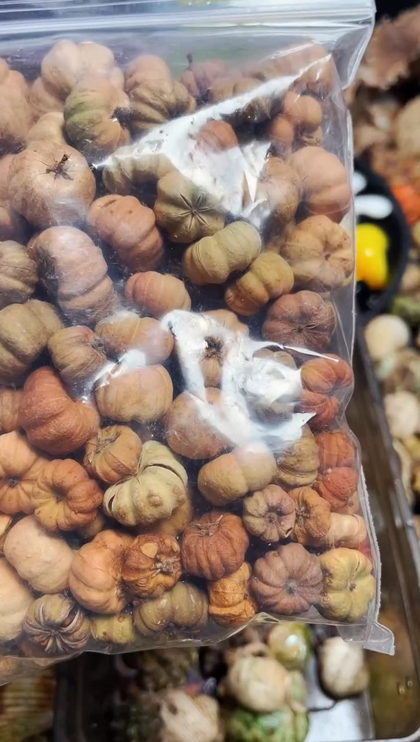 陌派有钳寄居蟹南瓜果实
