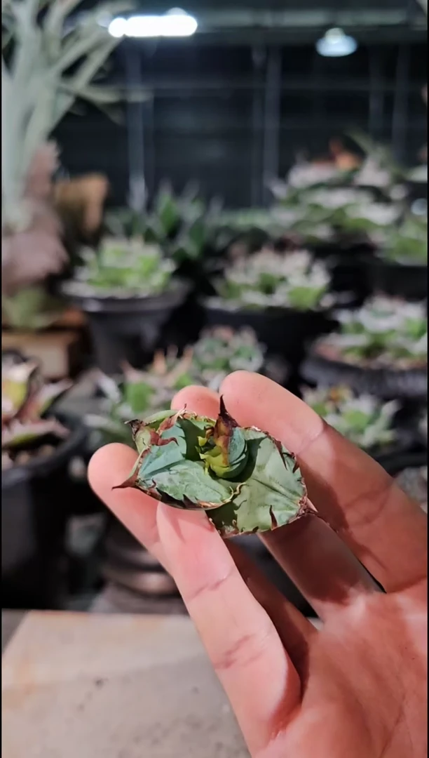 蓝肌籽播实生-顶芽(直播竞拍/基因保证/非组培)