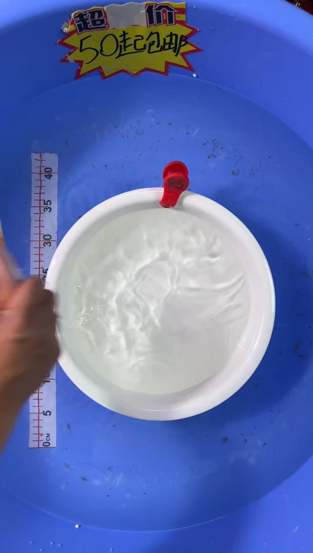 锦鲤活体二号链接